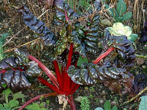 Rhabarberpflanze - roter Rhabarber